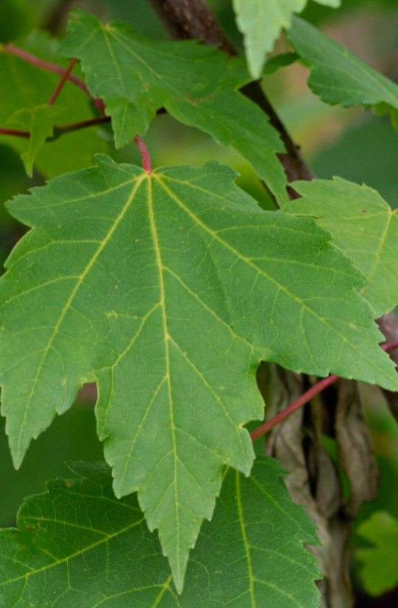 Live Native Red Maple Tree – 12–16″ Tall – Quart Pot – No Ship AK, HI, or PR