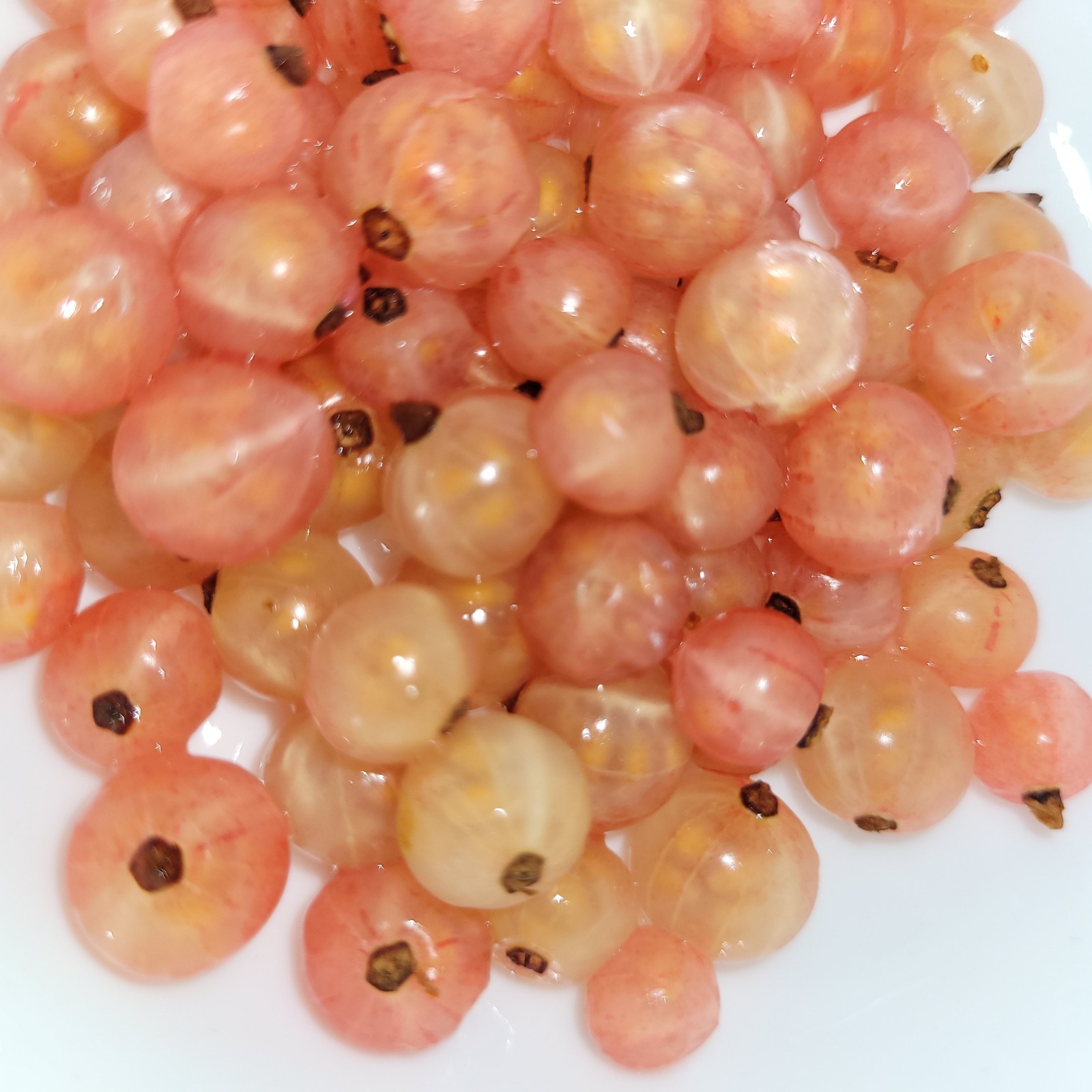 6 Pink Currant Gloire de Sablons Fresh Cuttings Unrooted 6″-9″ Zones 3-8 Hardy