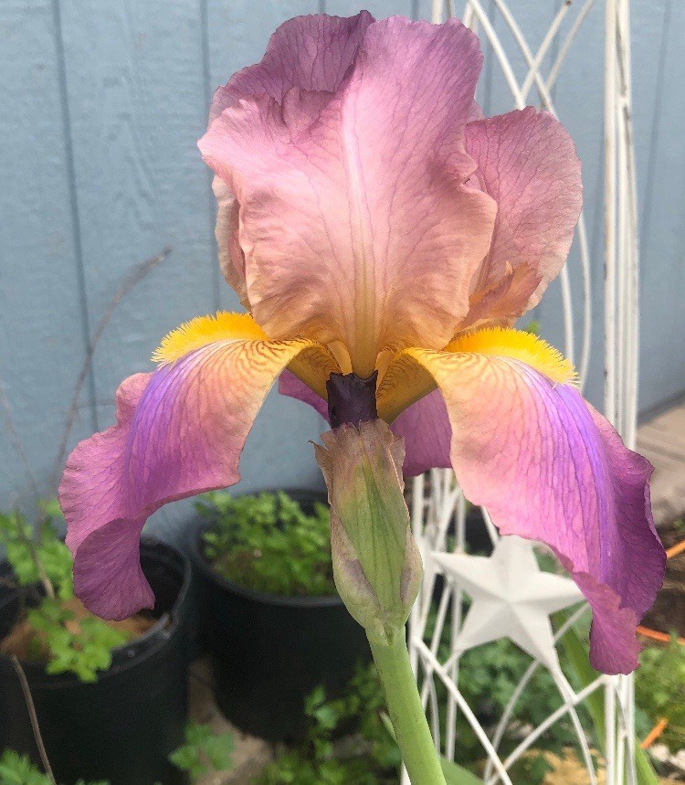 Purple Bearded