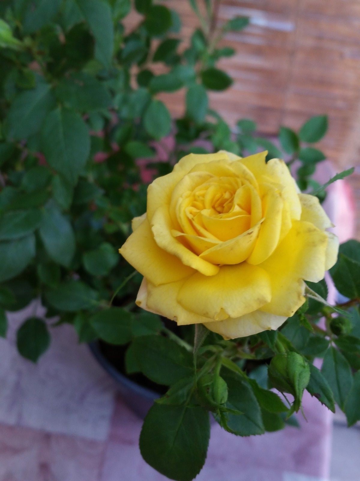Miniature Rose Live Plants