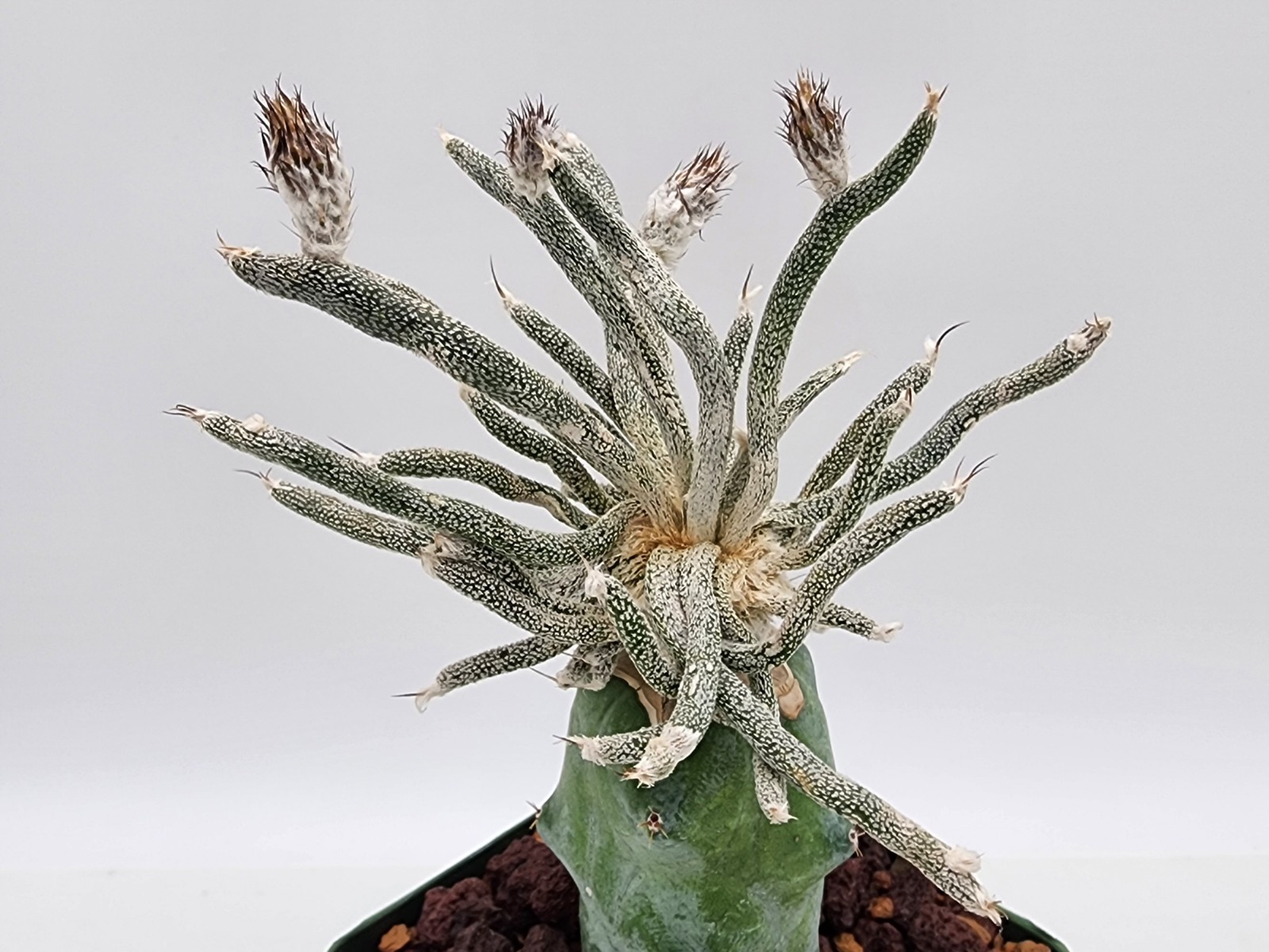 Astrophytum caput-medusae – Grafted
