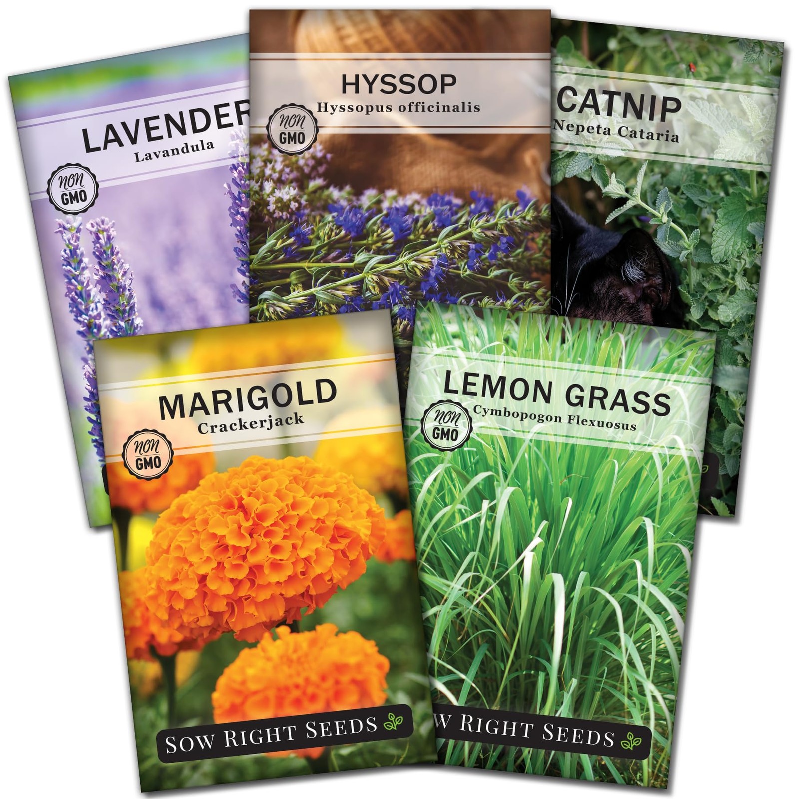 Sow Right Seeds – Insect & Pest Repellent Seed Collection for Planting – Lavende