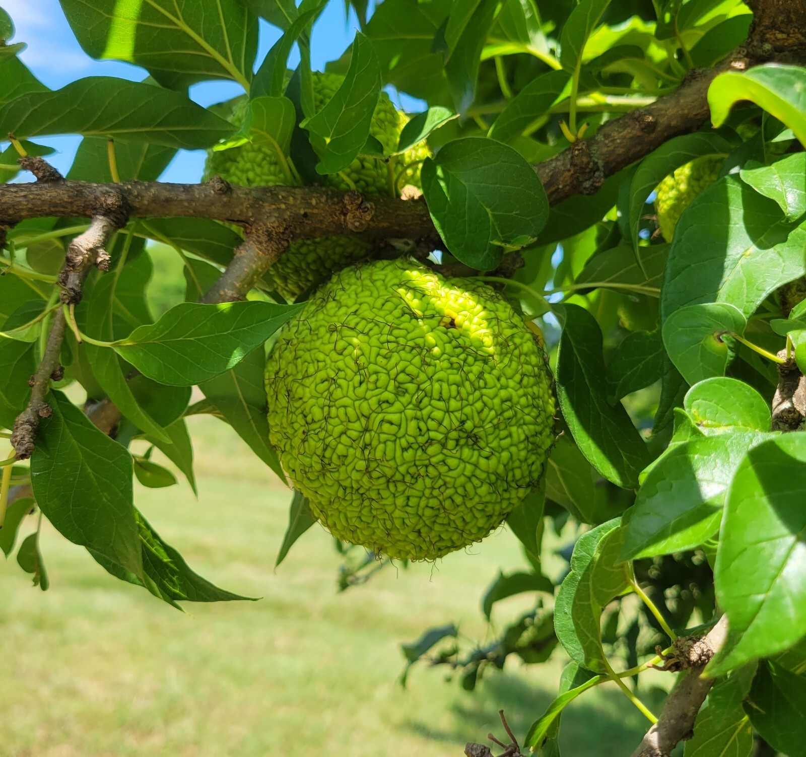 12 Farm Fresh Hedge Apple Osage Orange Horse Monkey Ball Maclura Pomifera Bois