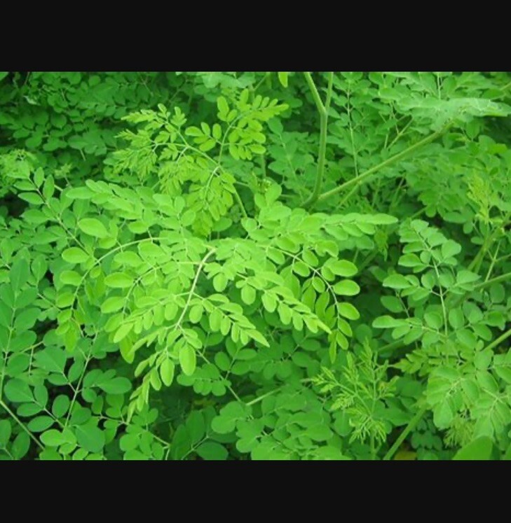 Moringa Oleifera Seeds Organic for planting Non GMO