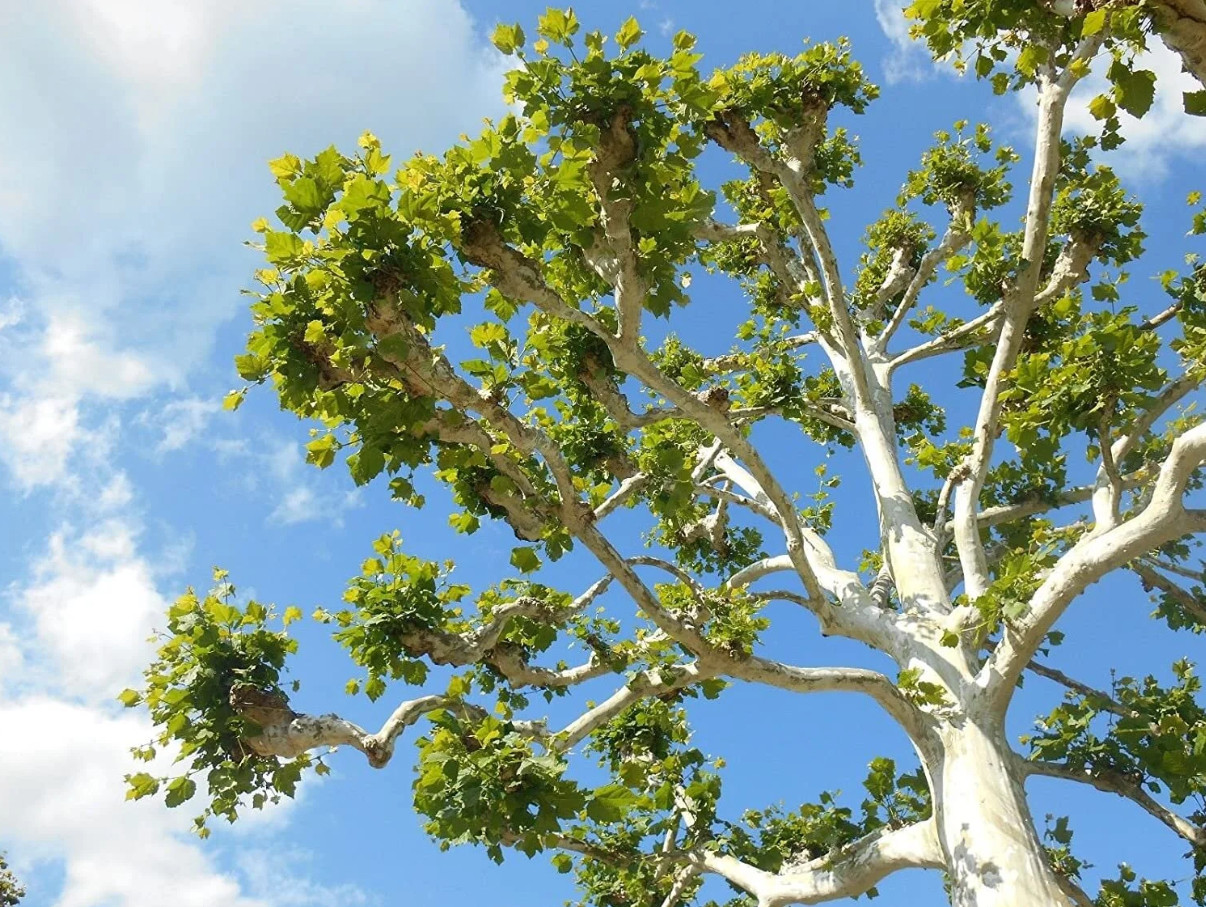 Live American Sycamore Plant – Quart Pot – AK:Bareroot Oct–May –No Ship PR, HI
