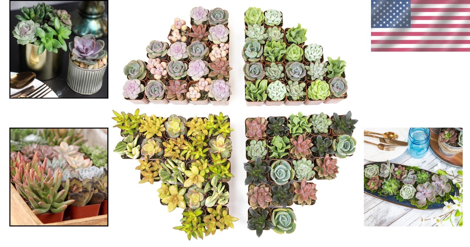 50-Pack Succulent Plant Tray – Gift for Plant Lovers