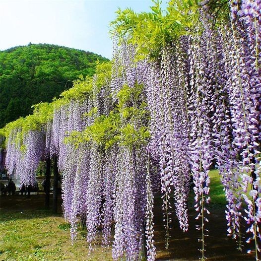 10 JAPANESE WISTERIA Floribunda Flower Purple Ornamental Vine Climber Seeds