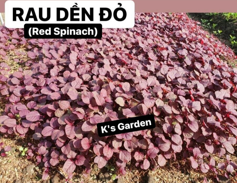 2000+PCS RED SPINACH/ RED AMARANTH SEEDS/ RAU DỀN ĐỎ | 90% GERMINATION |
