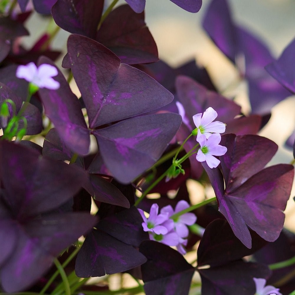 Oxalis Triangularis Purple Shamrocks 20 Plant Bulbs, Easy to Grow