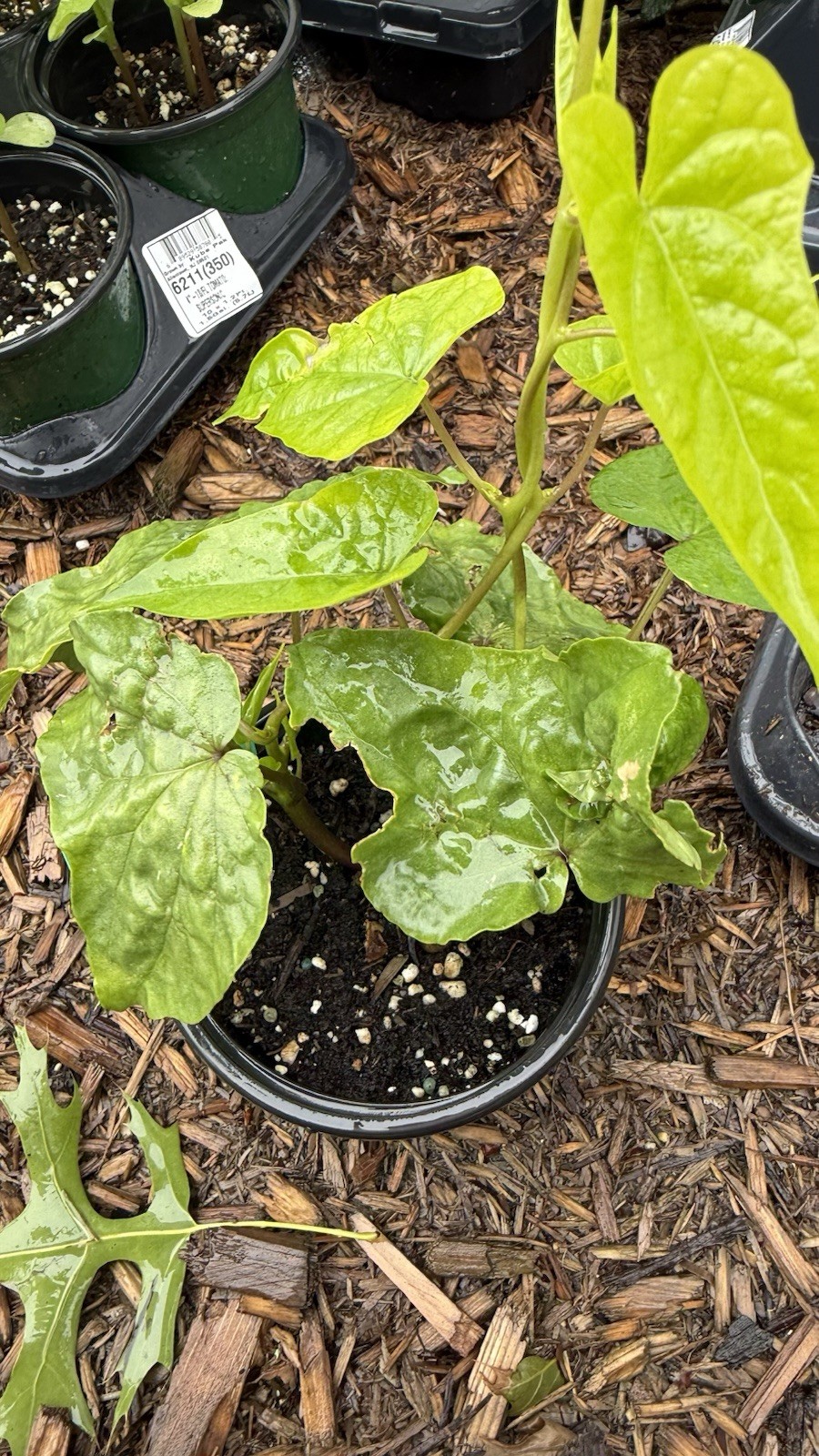 Moon Flower Live Plants
