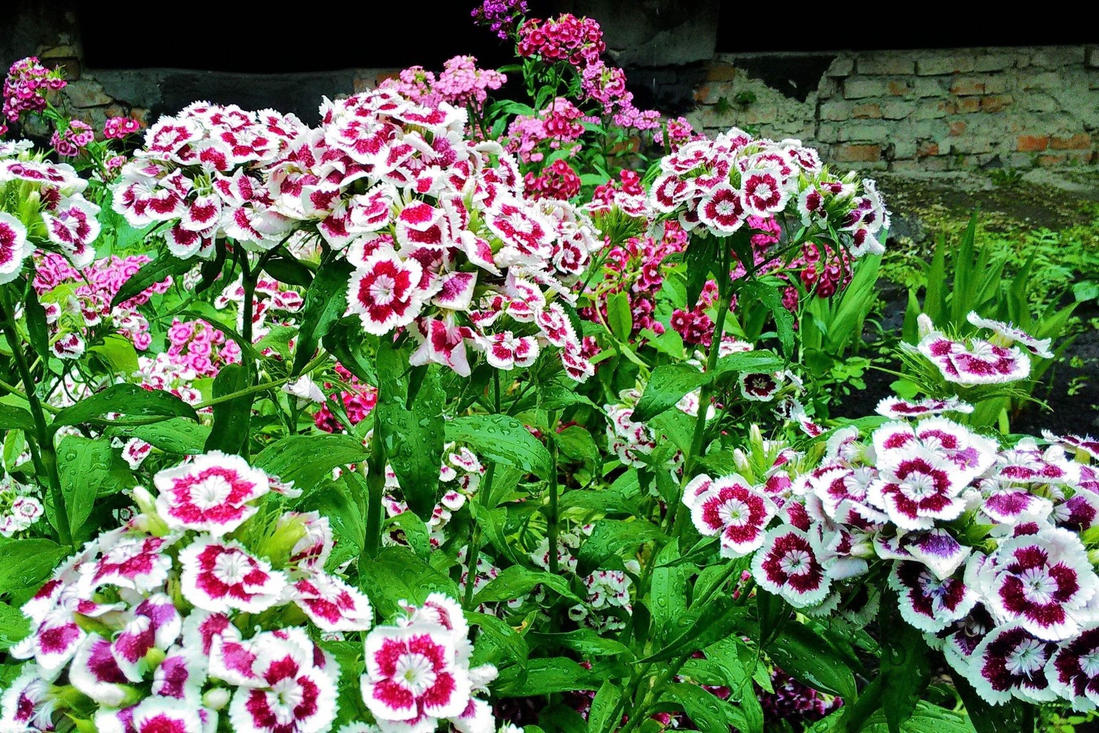 50 HOLBORN GLORY DIANTHUS Barbatus Red & White Flower Seeds *Flat S/H