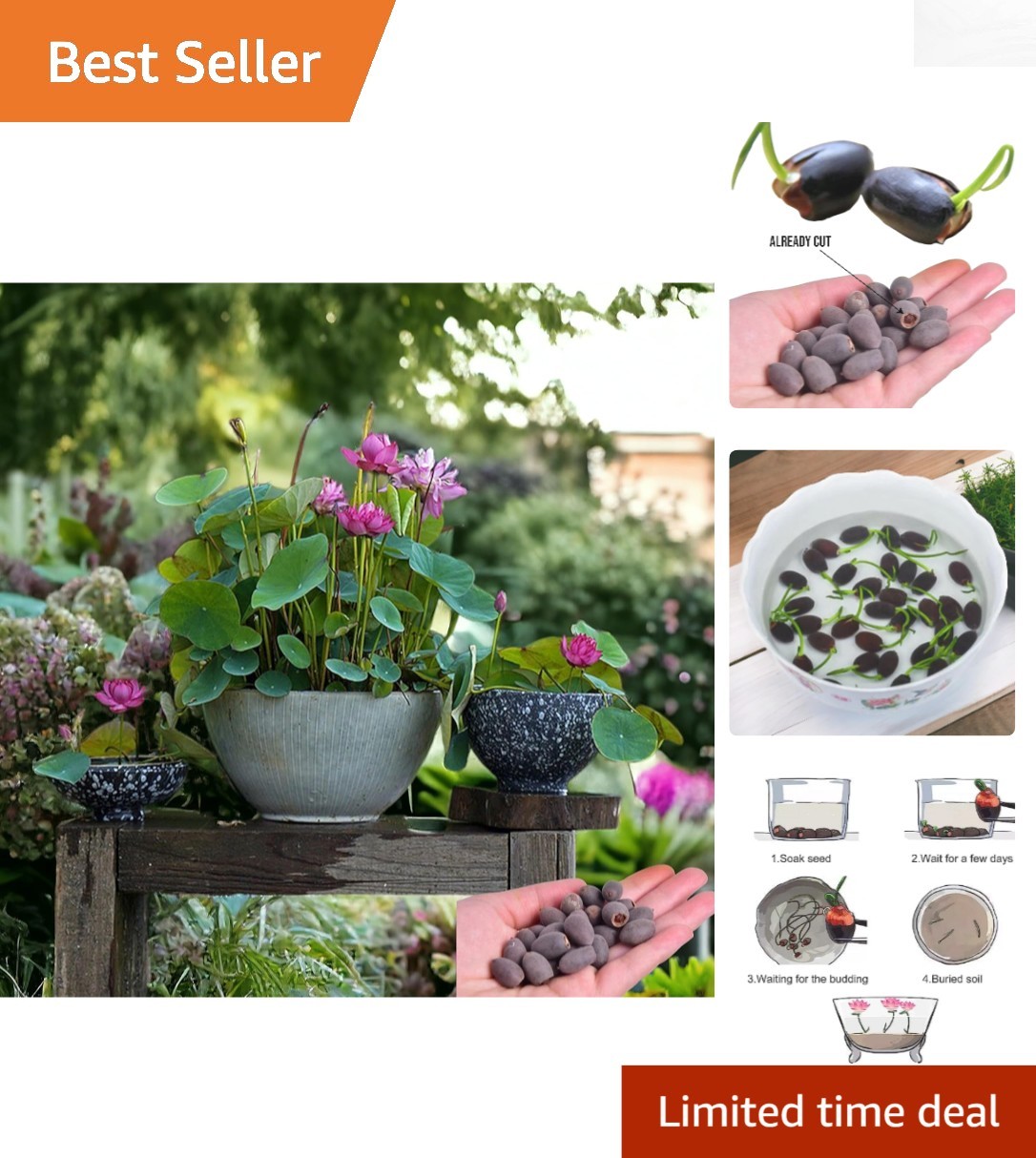 15pcs Mixed Color Lotus Seeds for Gorgeous Indoor/Outdoor Water Gardening