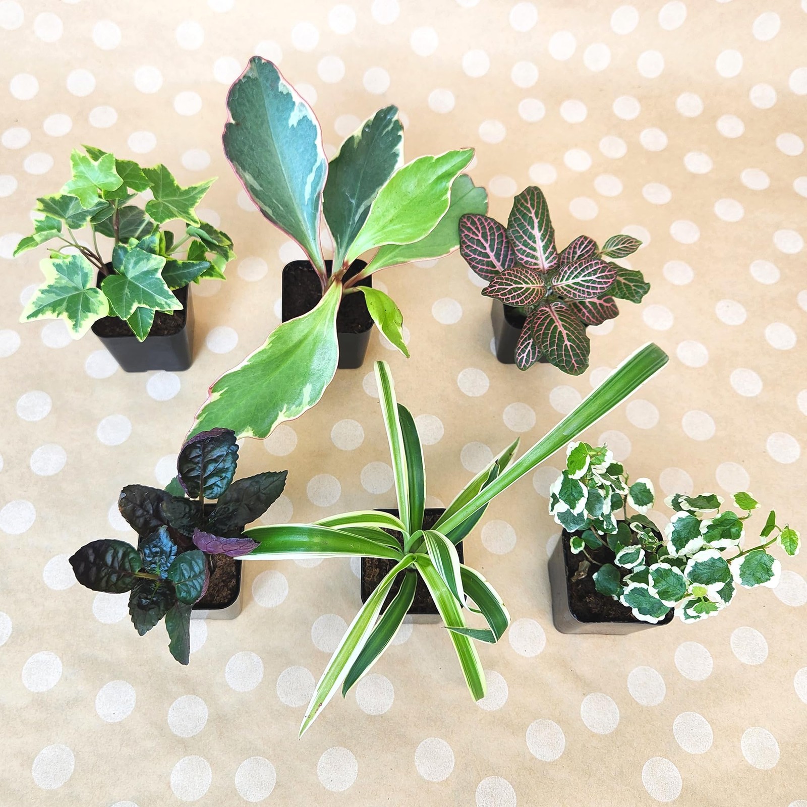 Easy to Grow Houseplants (Pack of 6), Live House Plants Pack 6, Multicolor