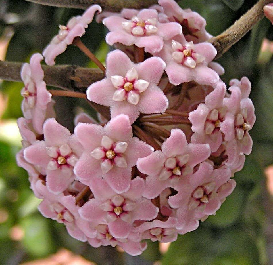 Hoya Rope Indian Hindu Exotic Wax Rather Easy To Grow Indoor Live Plant 4″ Pot
