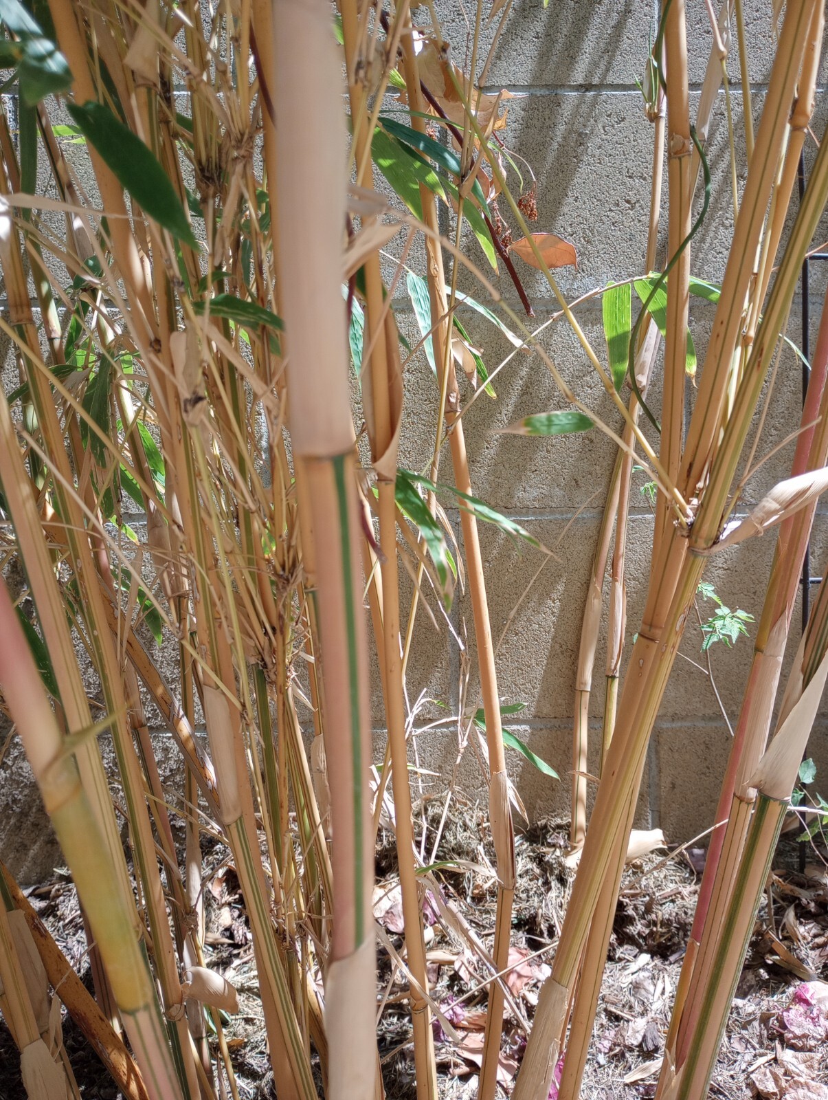 5 Individual Divisions! Alphonse Karr Bamboo *Privacy Screen*Hedge Starter*