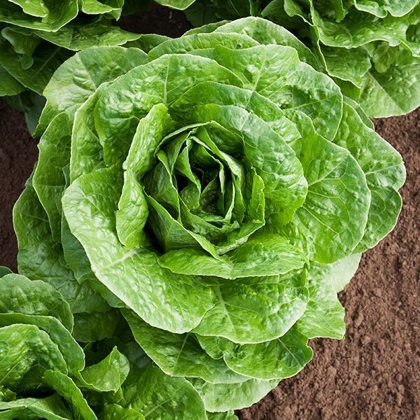 Paris Island Cos Romaine Lettuce Seeds, NON-GMO, ORGANIC, HEIRLOOM