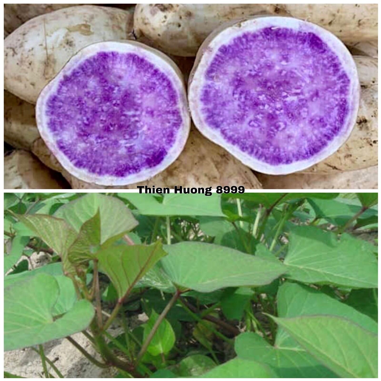 10 Okinawa Sweet Potato Slips- White And Purple Sweet Potato Slips – Khoai Lang