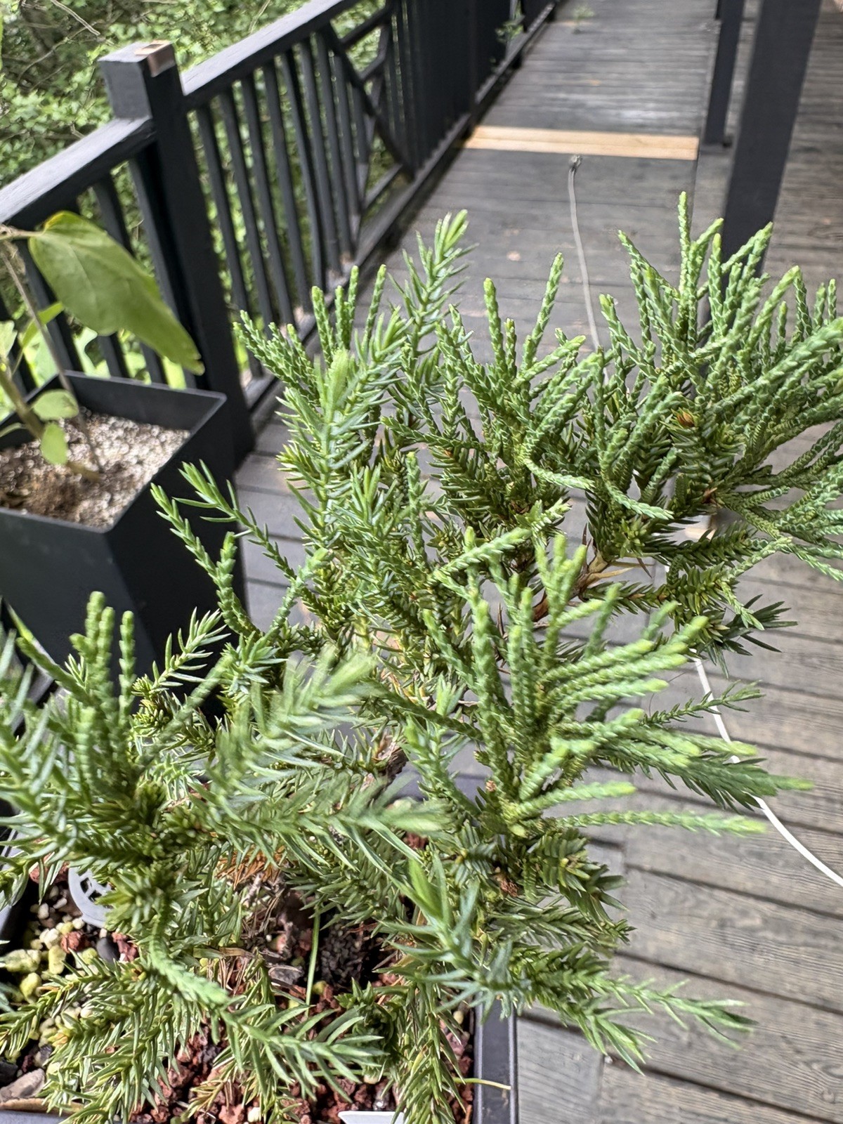 Bonsai Tree San Jose Juniper In 6.5” Training Pot #001 “Excellent Gift”