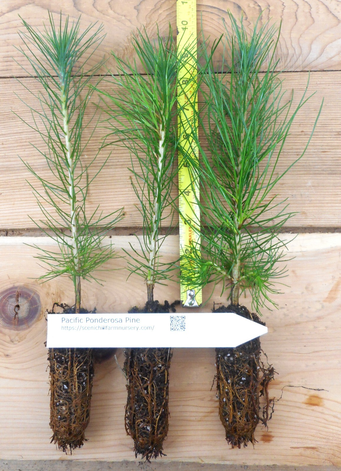 Ponderosa Pine potted tree seedling Landscape, Timber Tree, Bonsai