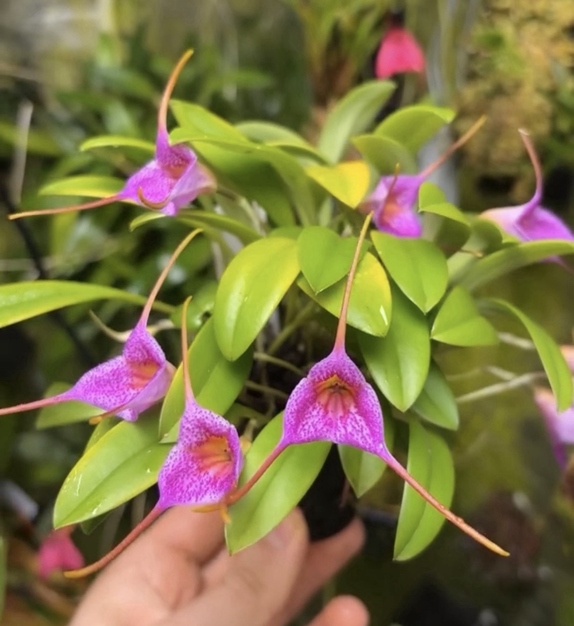 Masdevallia glandulosa ‘Golden Gate’ AM/AOS Bloom Size Division Orchid Species
