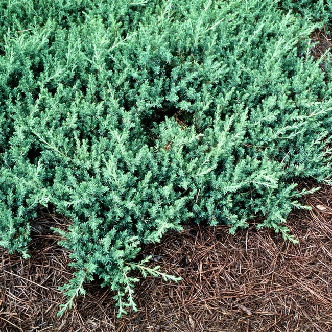 Juniper Blue Rug Juniperius 15 Plants in 3-1/2 inch Pots