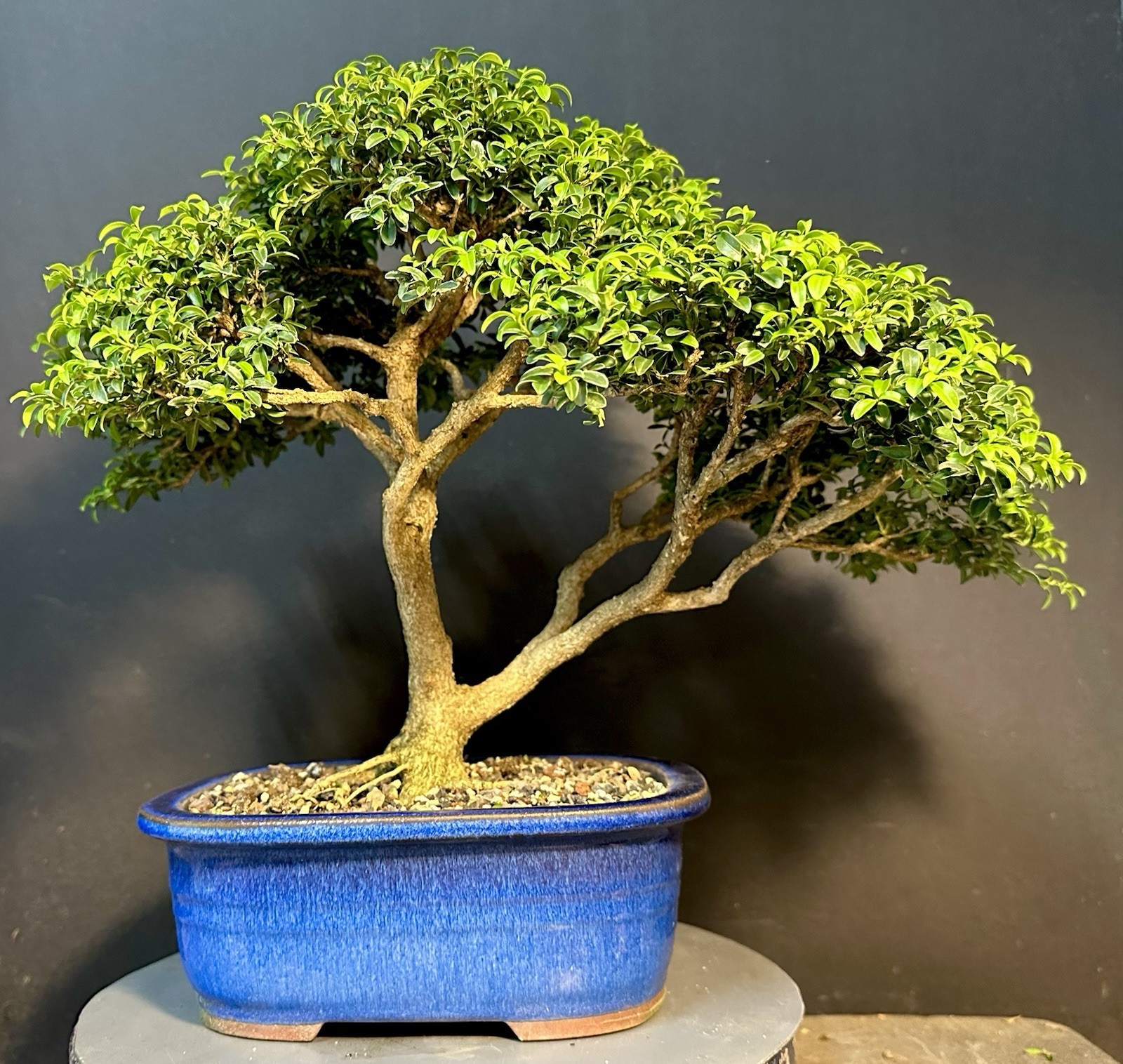 Bonsai Tree Kingsville Boxwood 25-27 Years 12.5” Tall, Korean Blue Glazed Pot