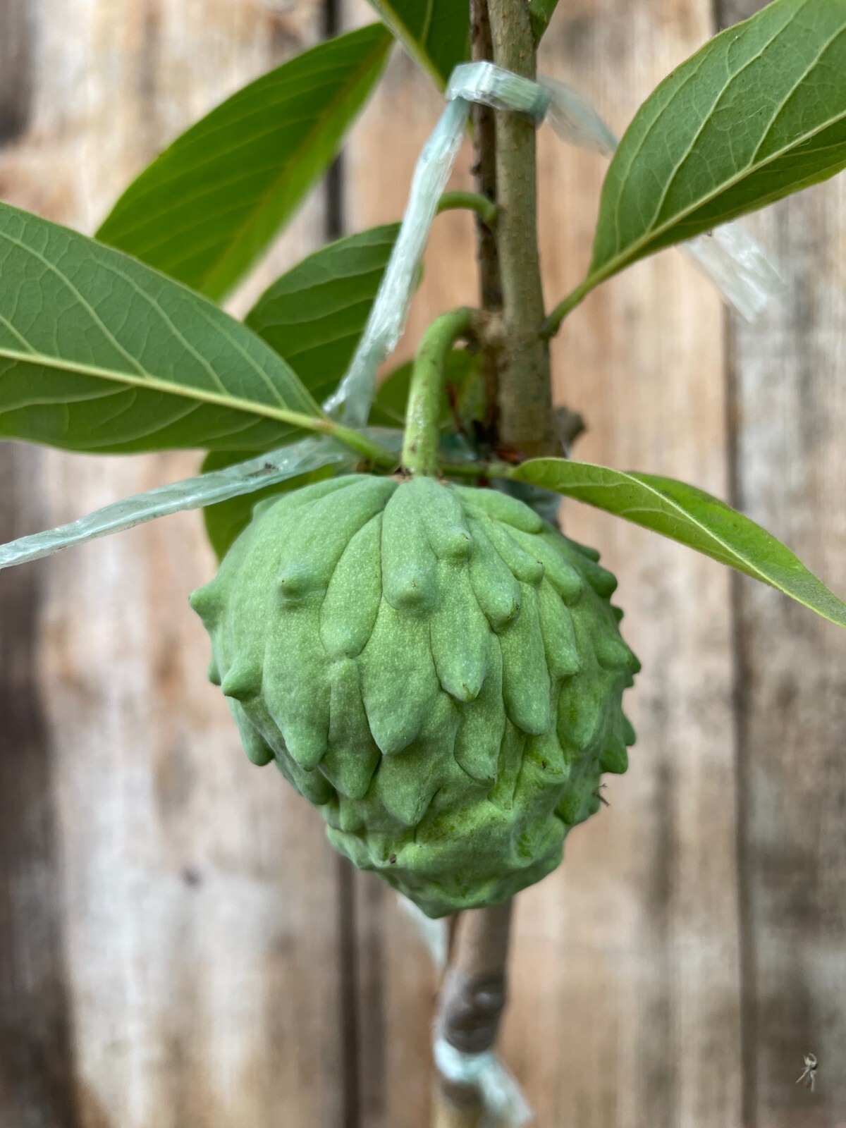 1 Rare Grafted Pineapple Annona Cherimola X A Squannosa Atemoya, Annona Squnnosa