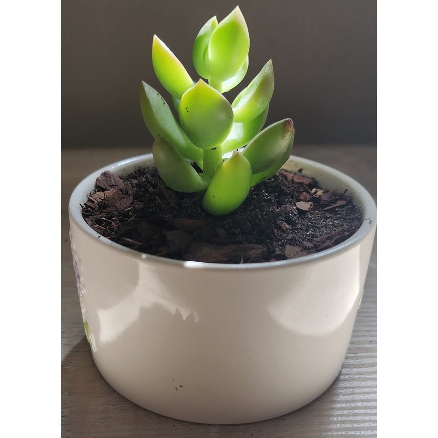 Succulent in Hydrangea Pot | Live Plant | Floral Ceramic Gift
