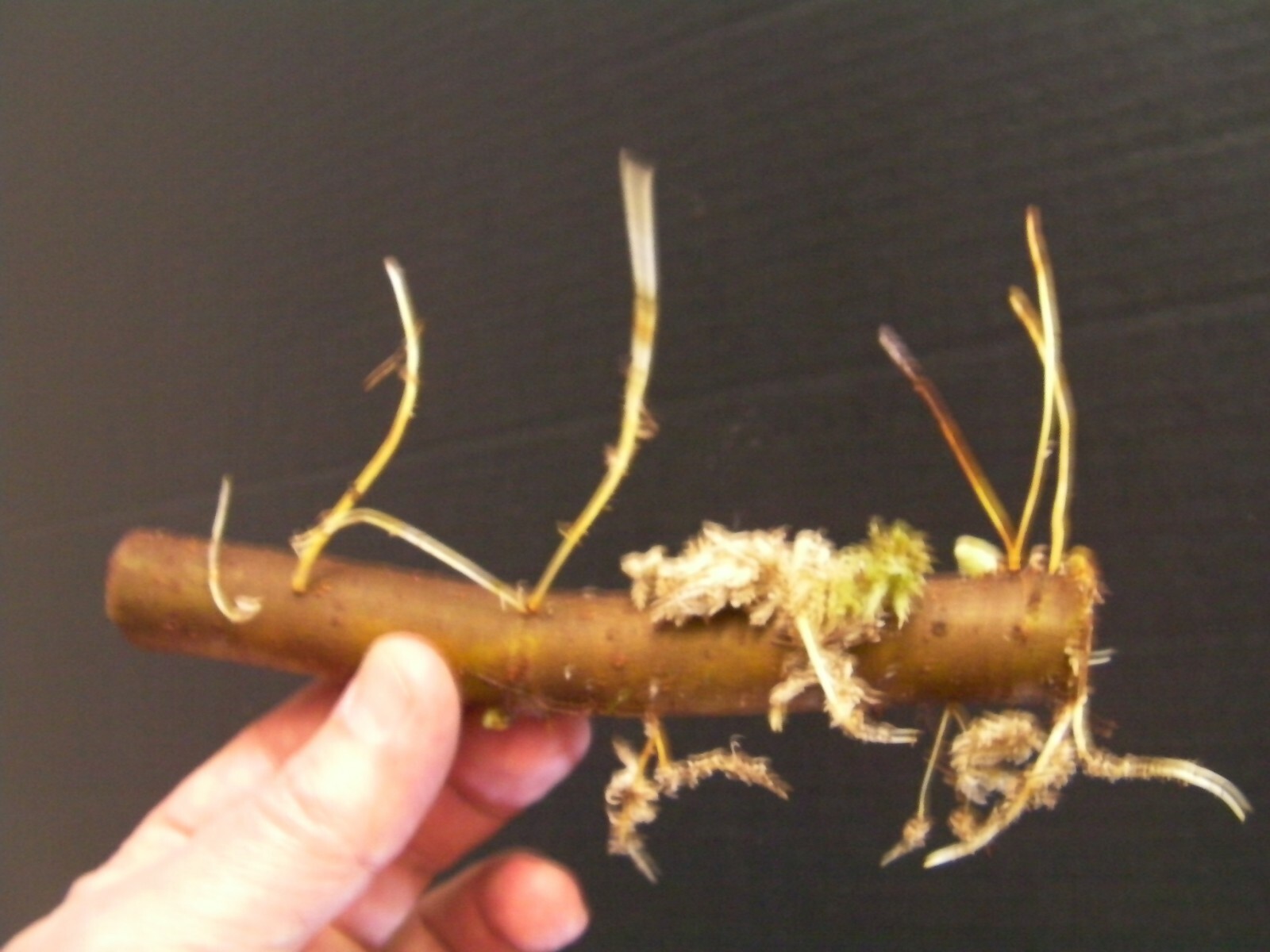10+5 cuttings Golden Forsythia Gold, hardy bush, ornamental, privacy hedge