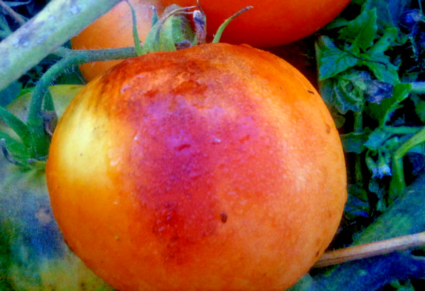 PURPLE SMUDGE (ORANGE FLESH) TOMATO SEEDS! COMB. S/H SEE OUR STORE