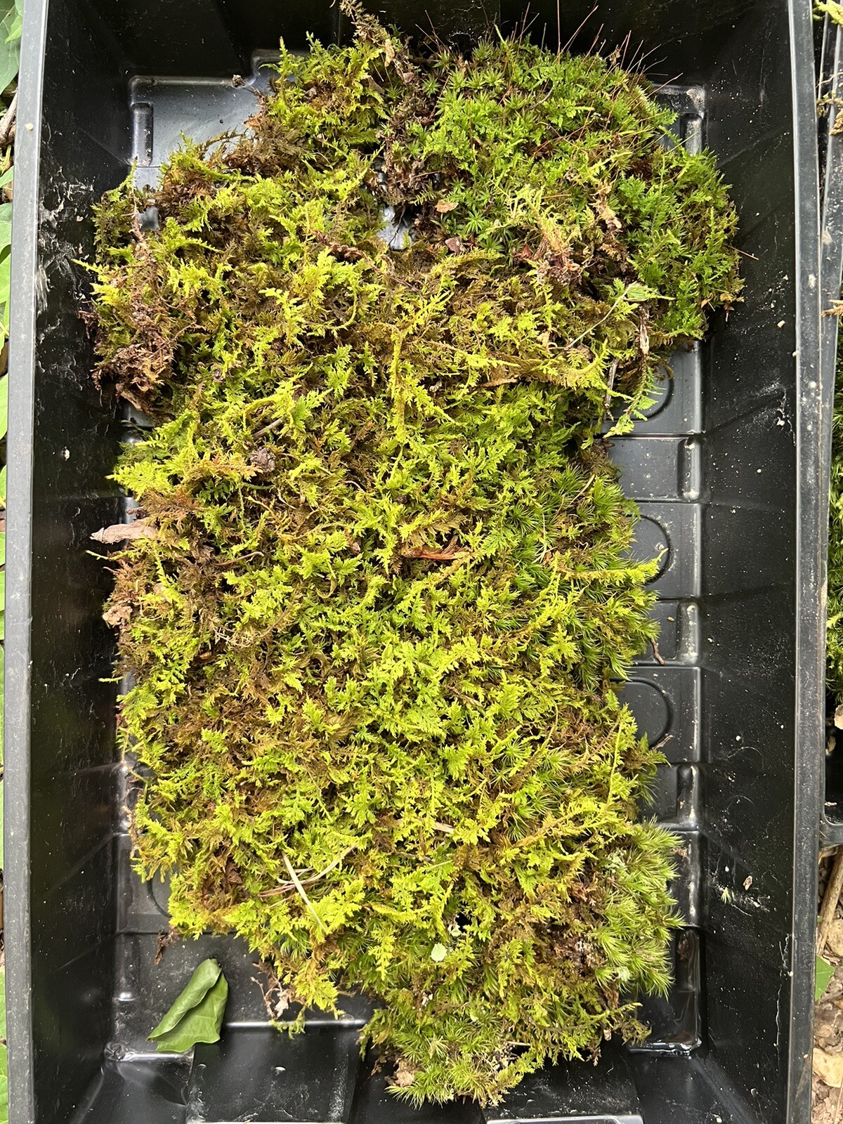 Live Fresh Moss- One Gallon Bag-Uses Bonsai, Terrarium, Vivarium, Fairy Garden