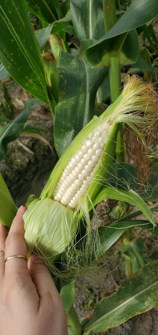 Waxy Glutinous Corn Seeds White And yellow 50+ Seeds 0.5oz Bap Nep Deo