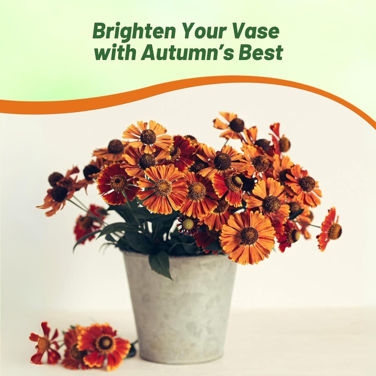 2000 Seeds Helenium Seeds – Sneezeweed Helenium Autumnale Flower Seed