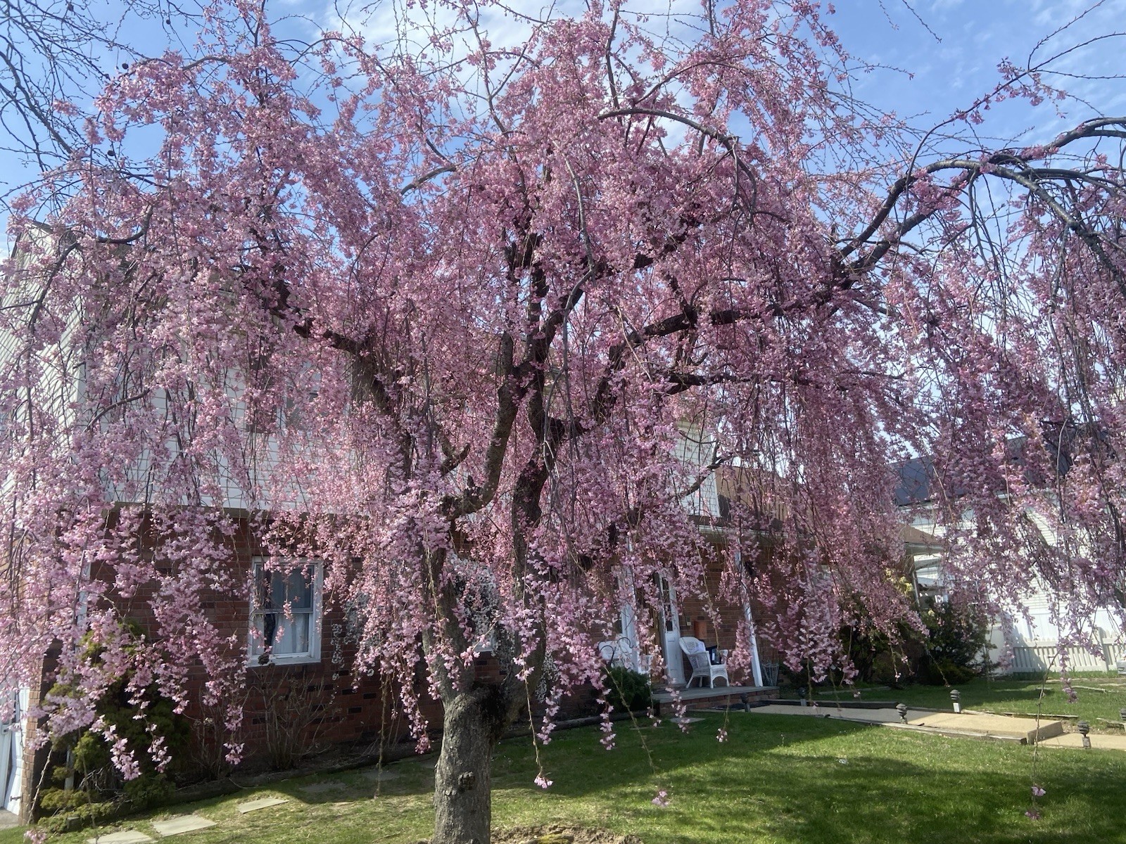 PINK Japanese Weeping Cherry Tree Rooted Plant Hardy LIVE PLANT 6 -8 inches Tall
