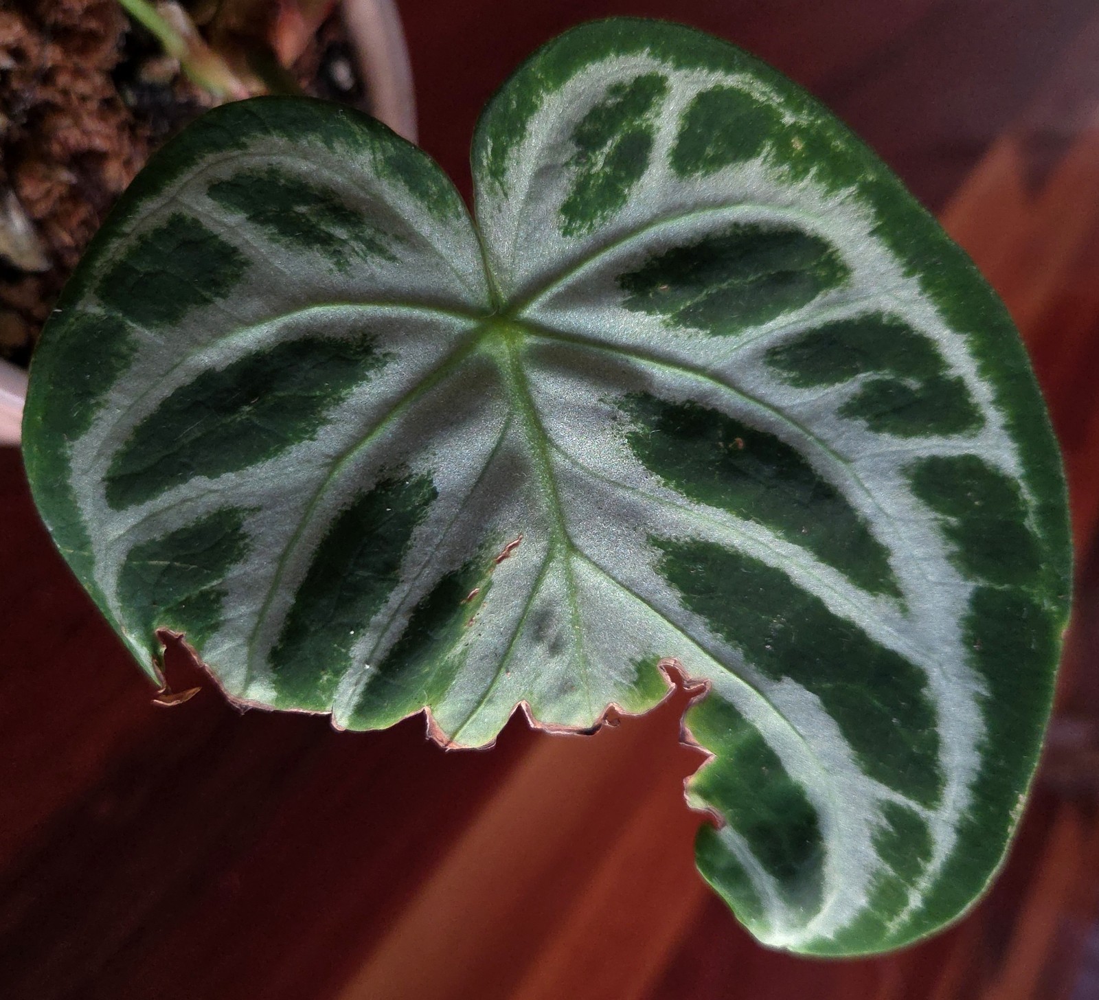 Rare XL Anthurium Dorayaki X Silver Blush 21″ Tall Not Philodendron Monstera