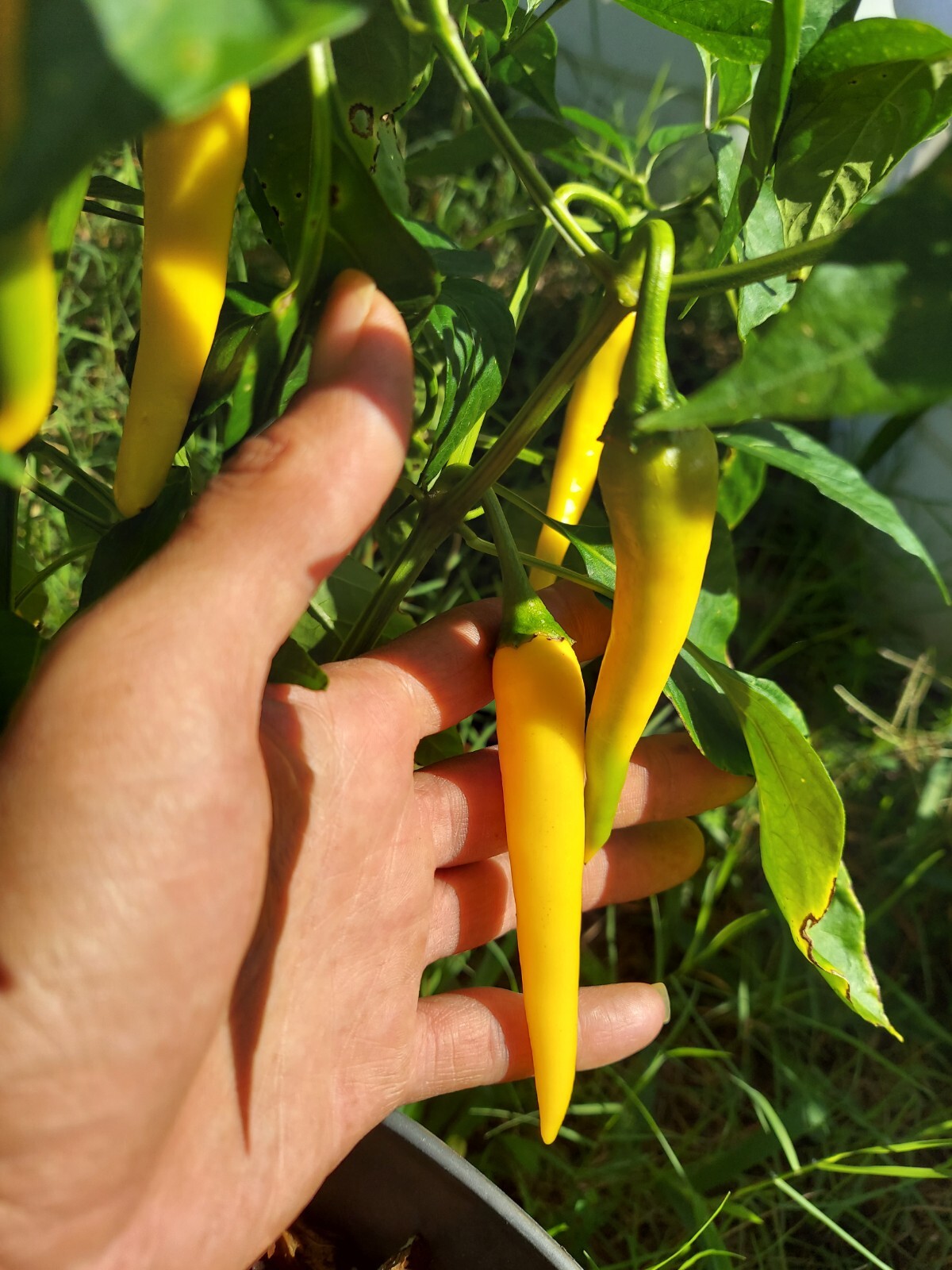 15 Golden Cayenne Pepper SEEDS | Golden Cayenne Pepper SEEDS | NON-GMO