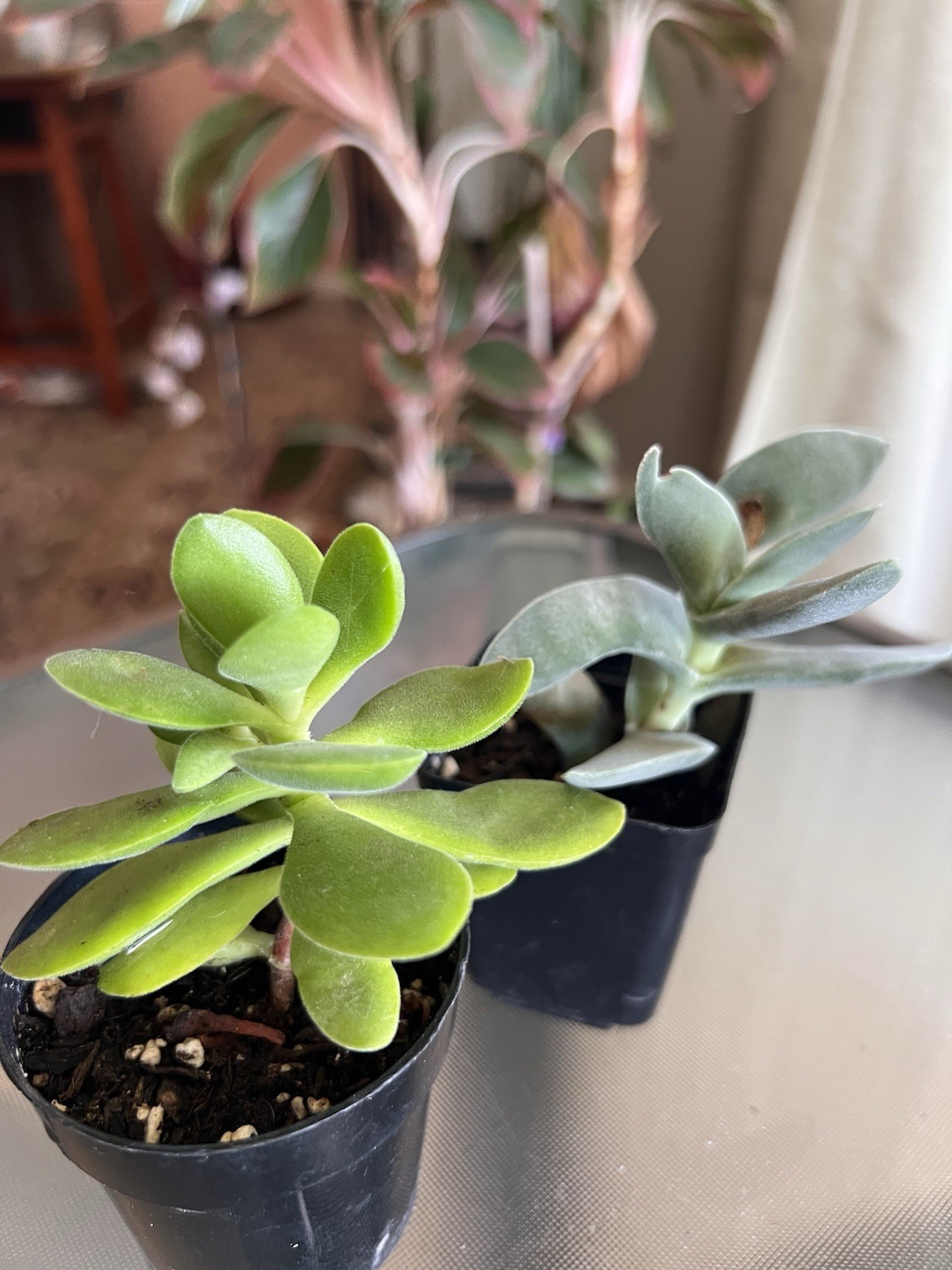 Crassula falcata ‘Propeller Plant’/Crassula Money Maker Succulent Live Rooted 2”