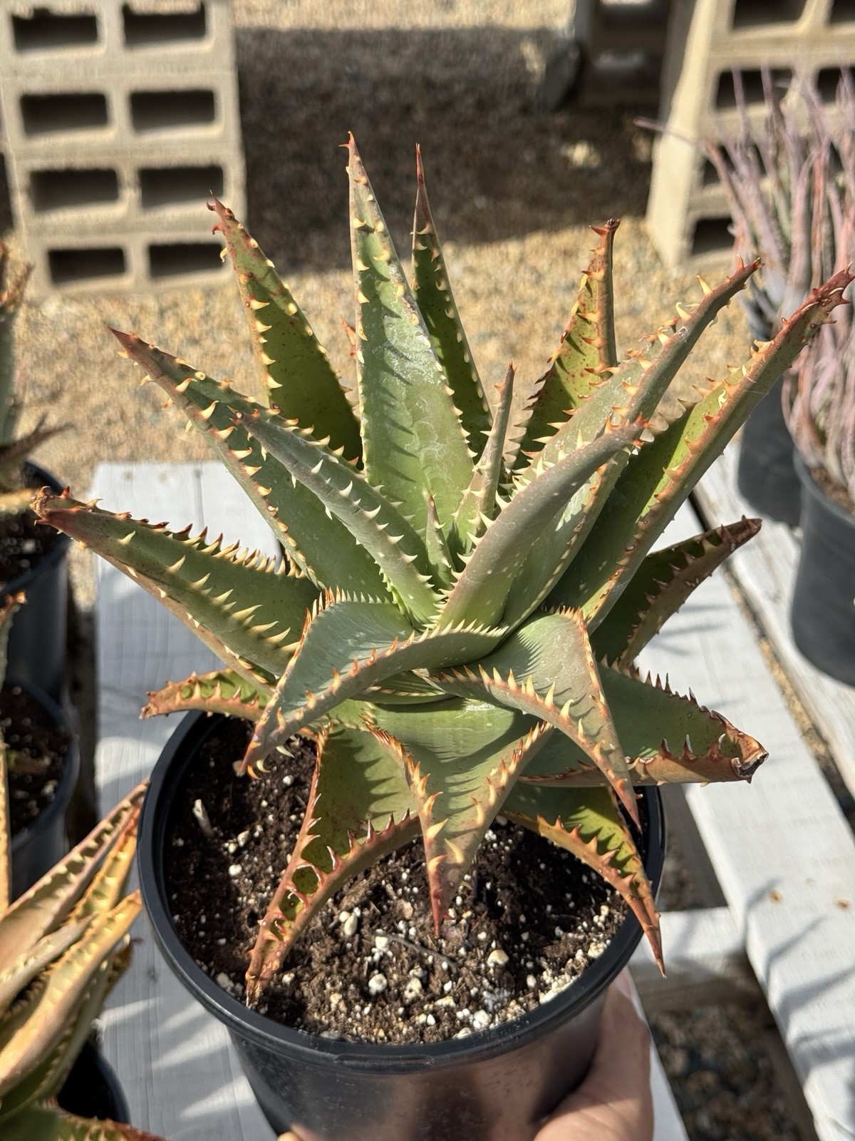 Aloe Allosaurus- 1 Gallon Pot