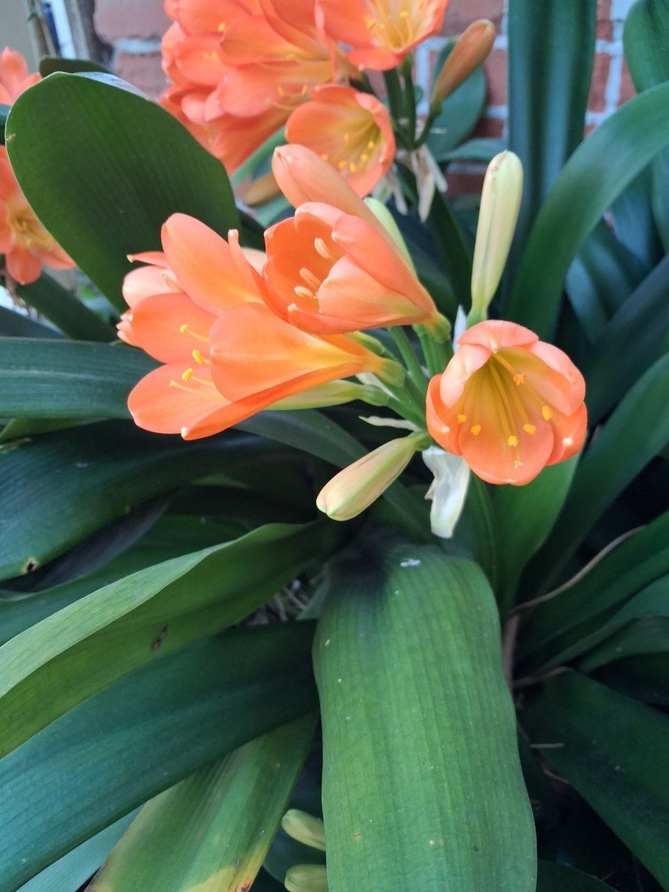 Clivia orange – Bush Lily – Clivia Miniata – Seasonal Flowers, Evergreen Plant
