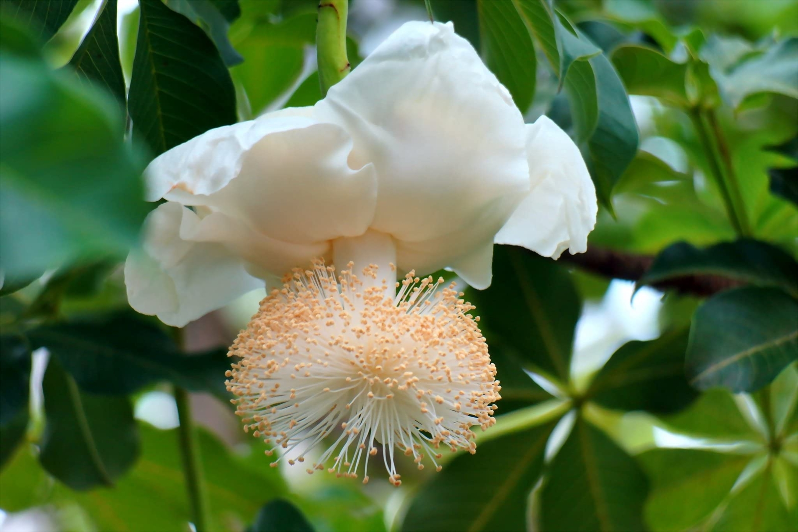 African Baobab Adansonia digitata 10 Seeds