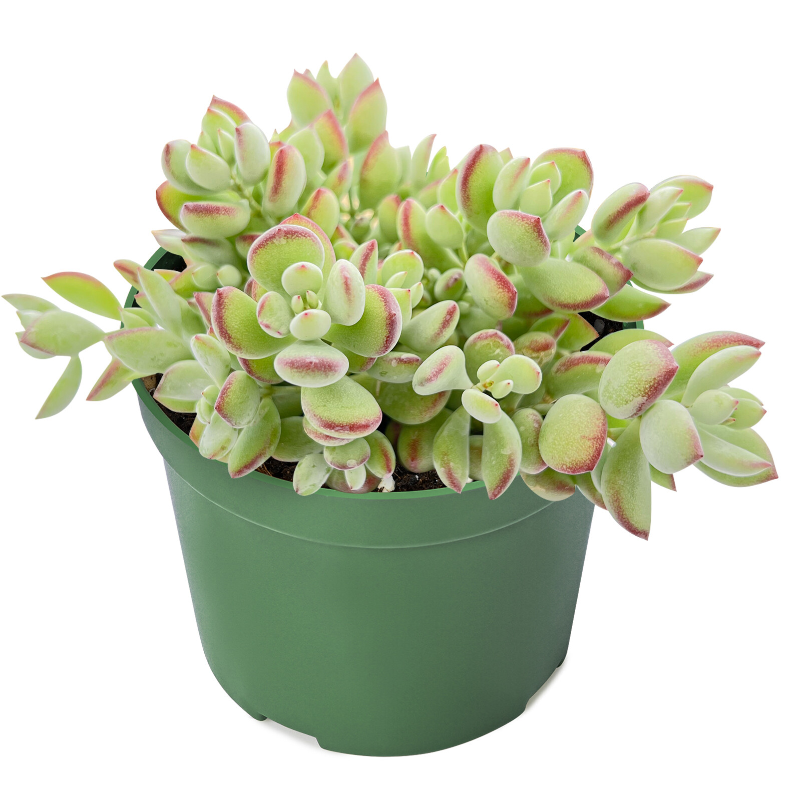 Live Rare Cotyledon Pendens succulent Rooted in 4” Planter pot for Indoor Decor