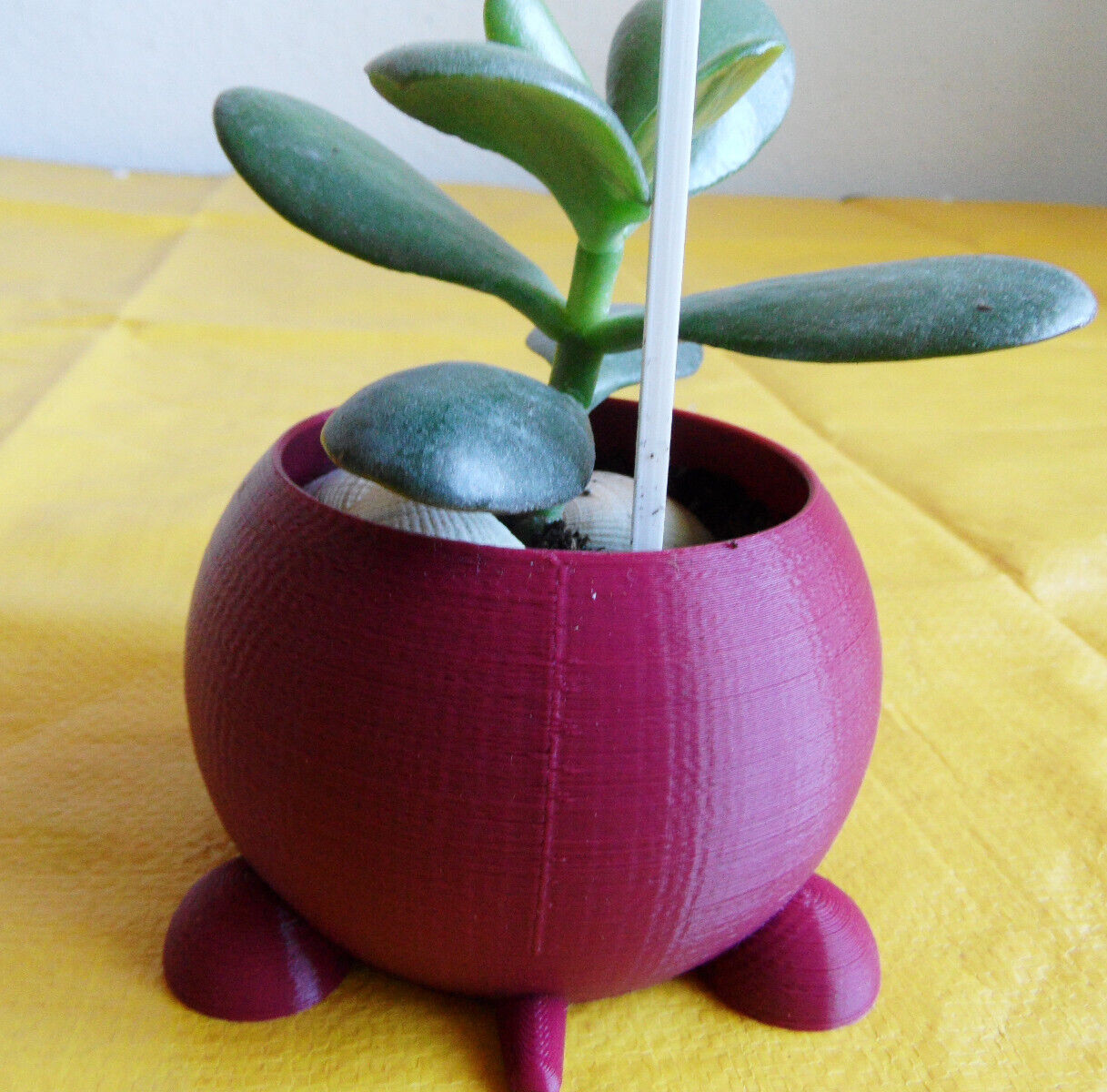 Crassula Ovata Jade money Friendship Plant planted in 3D printed Turtle planter
