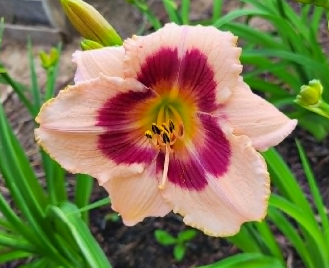 Wineberry Candy Daylily Re Blooming Two Large Mature Blooming Size Fans
