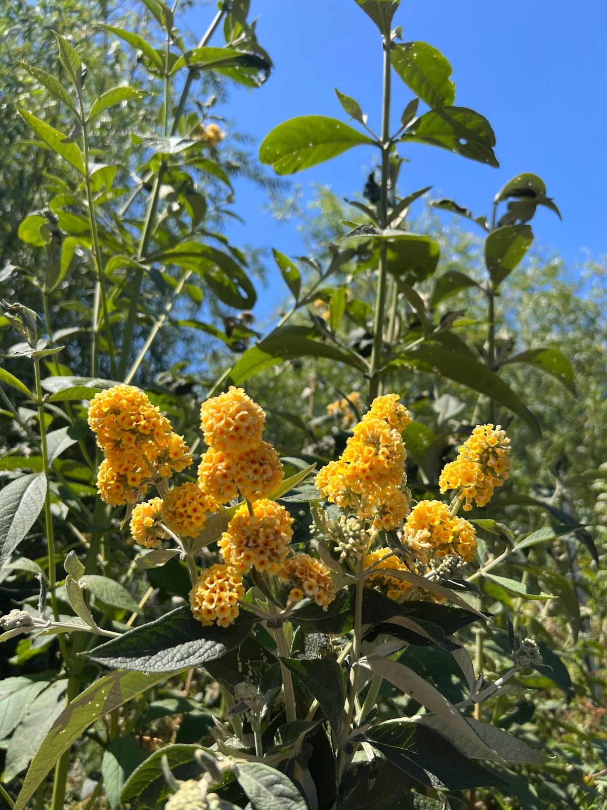 Butterfly bush cuttings X 10, roots easy – ‘yellow’ color