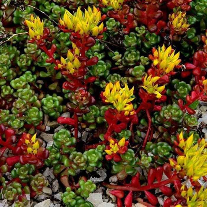 2000 Seeds Sedum Oreganum Stonecrop Seeds For Planting – Stonecrop Ground