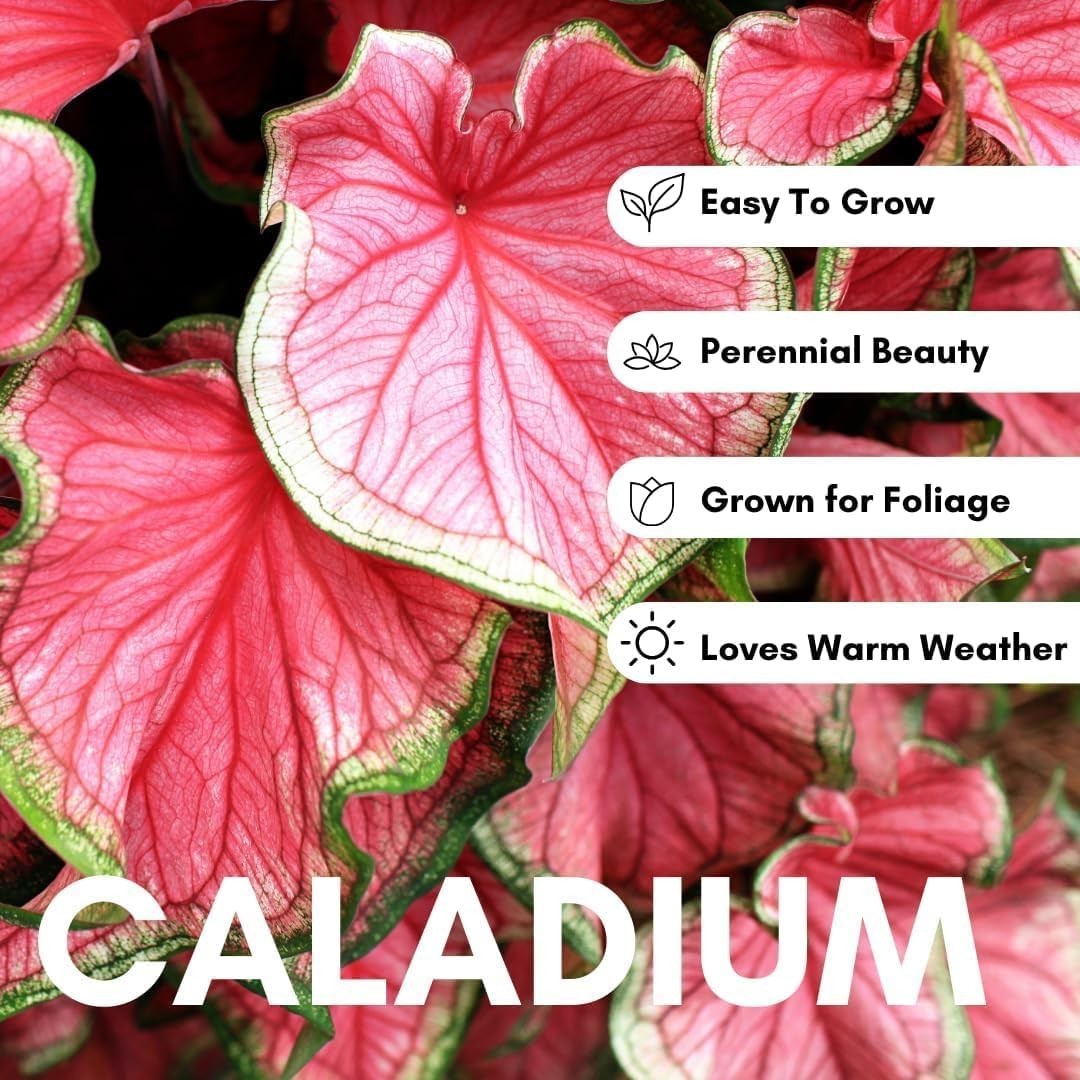 Vibrant Heart’s A’Fire Caladium Bulbs – Perfect for Full Sun and Garden Elegance