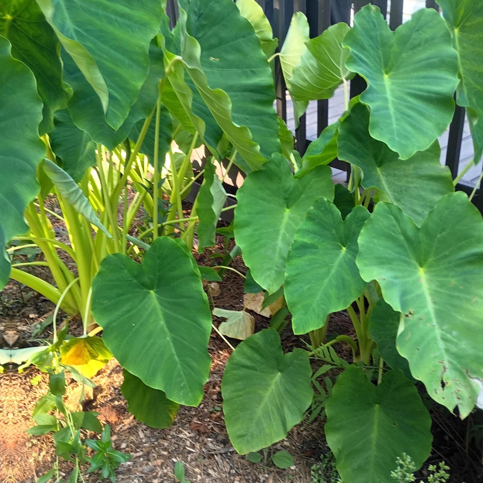 LOT OF 6 Elephant Ear Root Live Plants Tropical Colocasia Large Green Foliage
