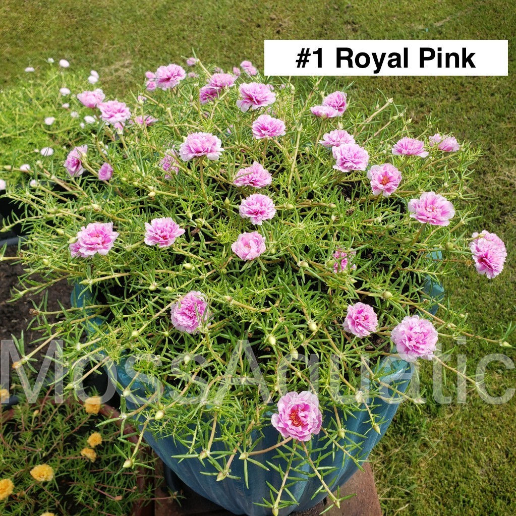 Moss Rose ( Portulaca Grandiflora ) , Mix, 10 unrooted Cutting