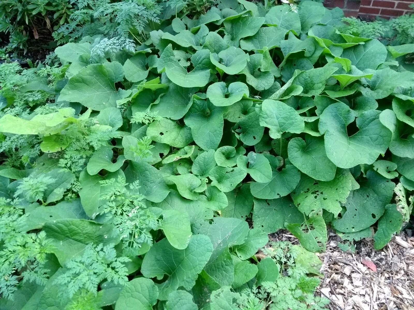 25 Large Burdock Arctium Lappa Plant Seeds Vegetable Japanese Garden