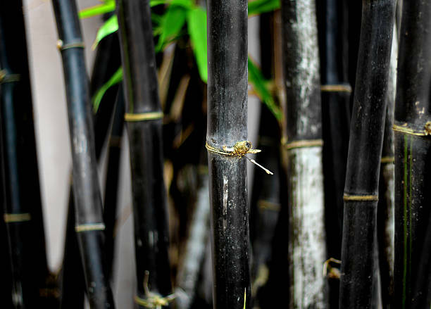Black Bamboo Plant – Phyllostachys Nigra – 1 Gallon Sz – NOT Just a Root Ball